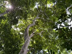 -西双版纳原始森林公园