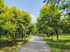 -西青郊野公园