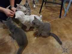 大堂-共舞时光猫咖·狗咖(新街口店)