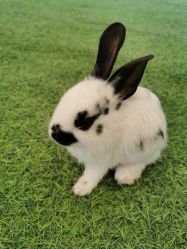 -萌宠亲子动物乐园(槐房万达店)