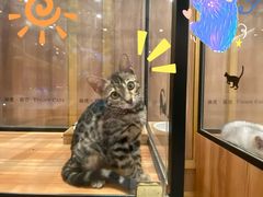 -袖虎·猫馆(体育西路店)