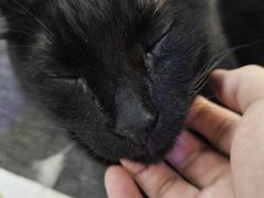 -喵园·猫主题咖啡厅·撸猫·猫咖(国贸店)