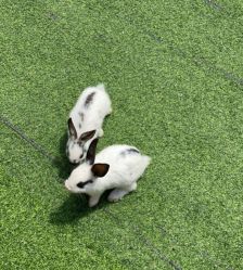 -萌宠亲子动物乐园(槐房万达店)