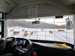 -横道河子东北虎林园