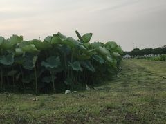-嘉北郊野公园
