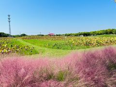 -嘉北郊野公园