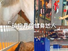 -骑乐马术(广州奥体优托邦中心)