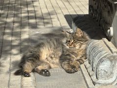 -西安大兴善寺