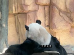 -泉州海丝野生动物世界