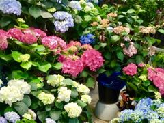 -双季花艺园艺市场(浦东店)