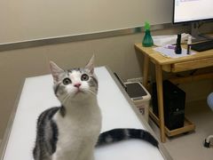 -爱妮康宠物医院·干细胞免疫细胞·肿瘤·心脏(张江店)