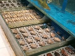 -SEA西雅图海鲜自助餐厅(海乐世界店)