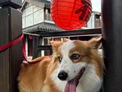 -巡塘古镇