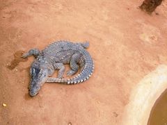-西霞口神雕山野生动物世界