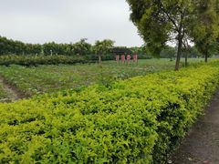 -广东花都香草世界旅游度假区