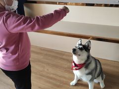 -Husky Go! 哈士奇体验馆·宠物咖啡厅狗咖