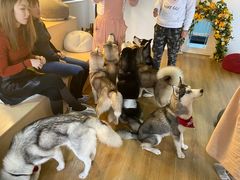 -Husky Go! 哈士奇体验馆·宠物咖啡厅狗咖