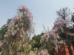 -北京国子监胡同