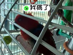 -立德异宠动物医院.兔鸟爬.内窥镜(天河店)