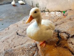 -昆明大悦城未来动物城(螺蛳湾中心店)