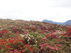 -贵州百里杜鹃风景名胜区