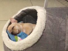 -喜多萌中农锦绣动物医院24H·猫科·牙科MRI·CT