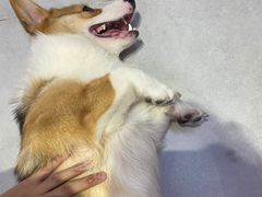 -Heymao猫咖.咖啡厅(东门店)