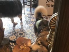 -more than meow吴止猫主题餐厅(承德 中船汇店)