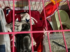 -欣宠猫屋·矮脚拿破仑·蓝金金渐层