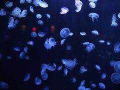 -太平洋海底世界