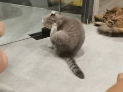 -猫儿山۰猫主题餐厅