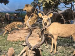 -国家自然博物馆