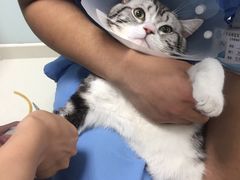 -瑞派·关忠动物医院·猫专科·犬专科(三环新城店)