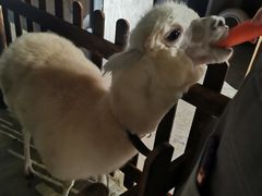 -浣熊柯尔鸭土拨鼠·电玩咖