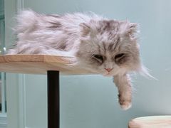 -安格丽娜·狗咖·猫咖羊驼咖(春熙路百盛商场店)