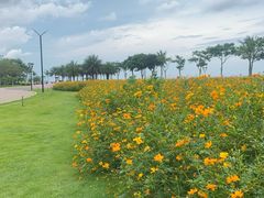 -野狸岛