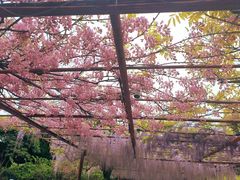 -嘉定紫藤园