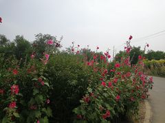 -西青郊野公园