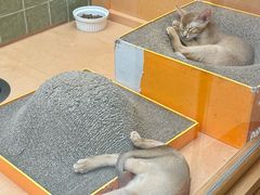 -帕帕拉兹宠物(亚洲旗舰店)