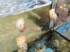 -龙溪海鲜酒家(溪涌店)