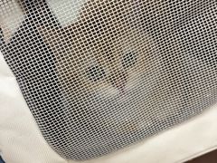 -宠福鑫动物医院(城北分院)