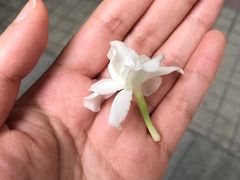 -椰爺爺·椰子冻砵仔糕