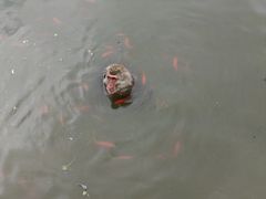 -合肥野生动物园