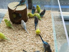 -怪兽屋·羊驼·猫咖·狗咖(俊华广场店)