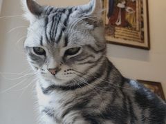 -猫友咖啡店(玉林西路店)