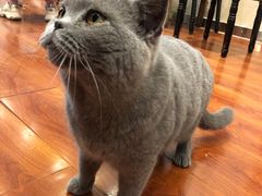-猫小院猫主题咖啡厅(北锣店)