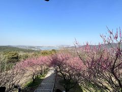 -香雪海