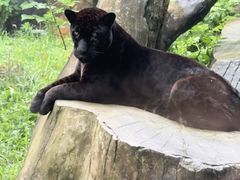-杭州野生动物世界