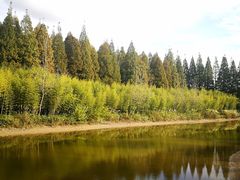 -黄海国家森林公园