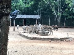-海南热带野生动植物园